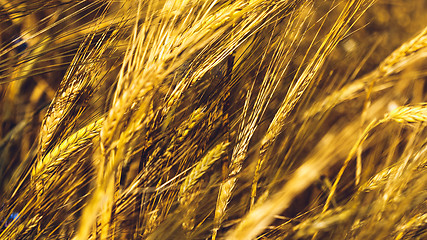 Image showing Golden Wheat Field