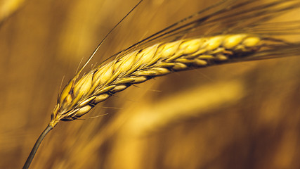 Image showing Golden Wheat Field