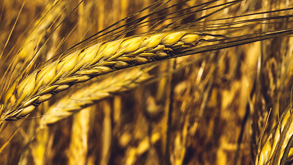 Image showing Golden Wheat Field