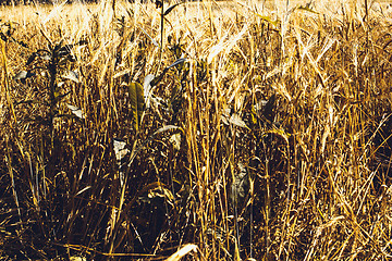 Image showing Golden Wheat Field