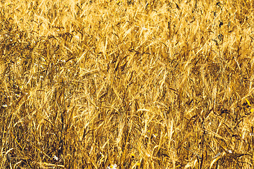 Image showing Golden Wheat Field