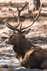 Image showing Bull Elk