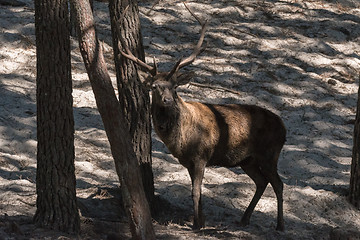 Image showing Bull Elk