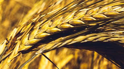 Image showing Golden Wheat Field