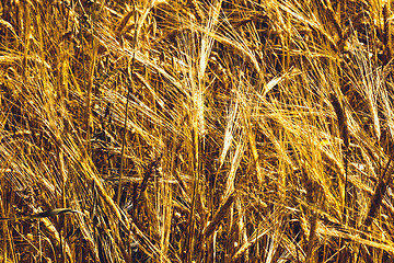Image showing Golden Wheat Field