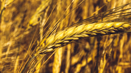Image showing Golden Wheat Field