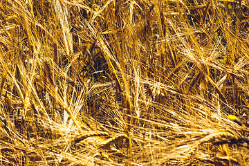 Image showing Golden Wheat Field