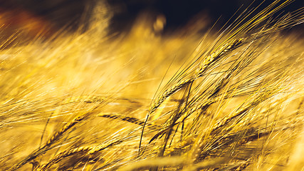 Image showing Golden Wheat Field