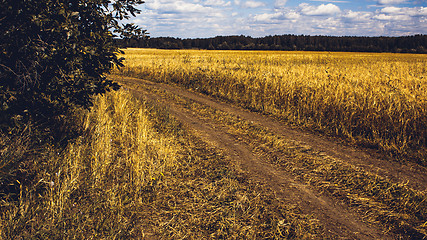 Image showing Golden Wheat Field