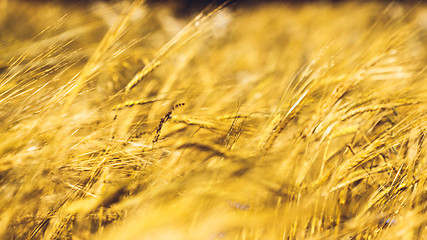 Image showing Golden Wheat Field