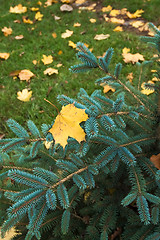 Image showing between autumn and winter