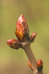 Image showing chestnut bud