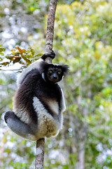 Image showing Black and white Lemur Indri on tree