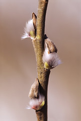 Image showing buds_1