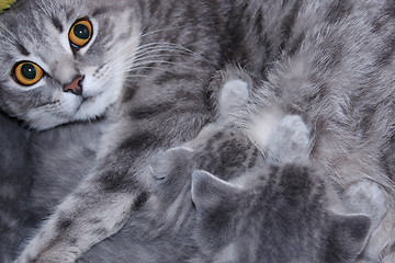 Image showing cat with kittens of Scottish Straight breed