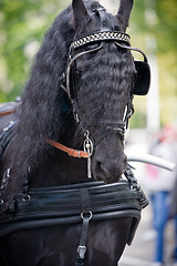 Image showing Black friesian horse carriage driving harness outdoor