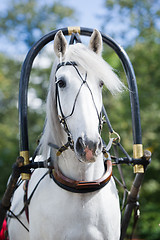 Image showing Portrait of gray carriage driving horse