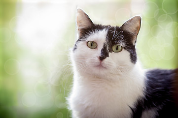 Image showing Black-and-white cat sits at a window in sunshine.