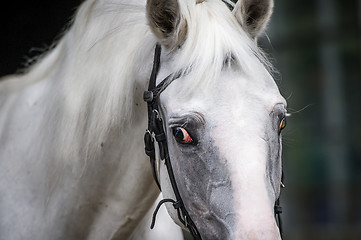 Image showing Gray horse portrait close-up