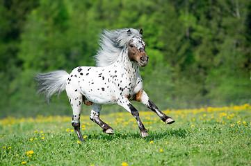 Image showing Appaloosa horse runs gallop on the meadow in summer time