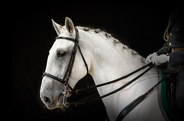 Image showing portrait of gray dressage horse on black