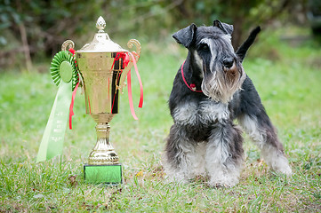 Image showing Portrait of a young miniature schnauzer on lawn