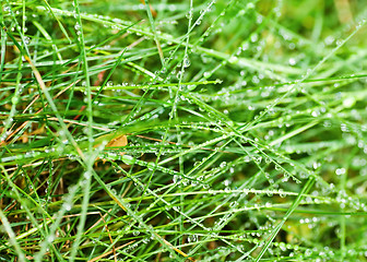 Image showing green grass in dew