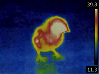 Image showing Bird Flu Infrared