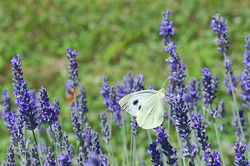 Image showing Lavander Flower Polination