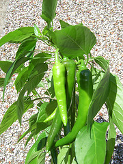 Image showing Sweet Chilli Plant