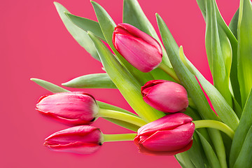 Image showing Crimson tulip flower on background