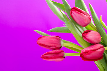 Image showing Crimson tulip flower on background