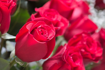Image showing Red roses close up. Background.