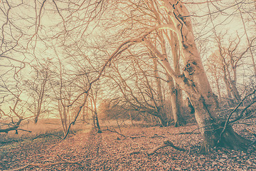 Image showing Magical sunrise in a spooky forest