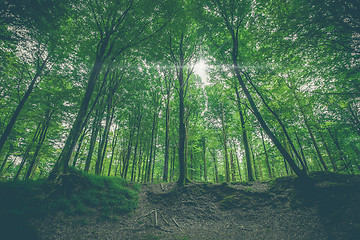 Image showing Green leaves on tall trees