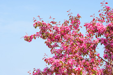 Image showing Cherry tree with violet blossoms