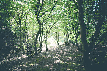 Image showing Magical forest with green trees