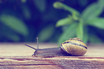 Image showing Slug in a garden