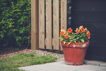 Image showing Flowerpot with orange flowers in a garden