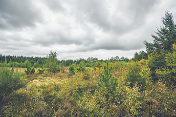 Image showing Field with birch and pine trees