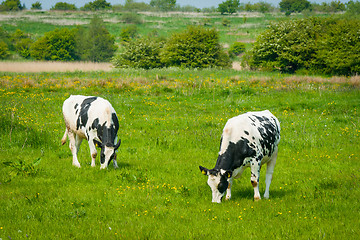 Image showing Black and white cattle on a green meadow