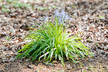 Image showing Blue flowers on the forest floor