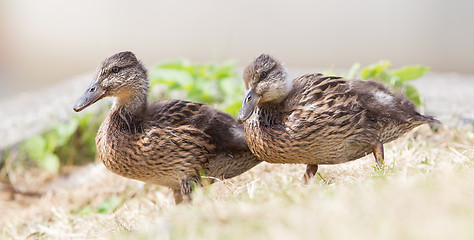 Image showing Two juvenile mallard ducks standing in the grass