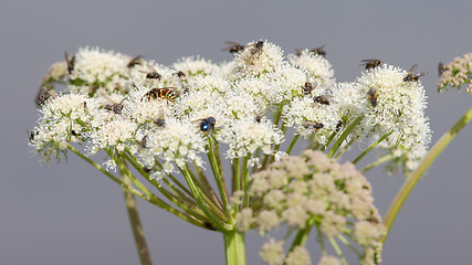 Image showing Many flies on white flower in summer