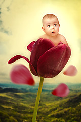 Image showing Th baby on red tulip collage