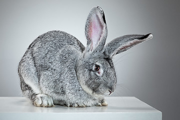 Image showing European rabbit or common 