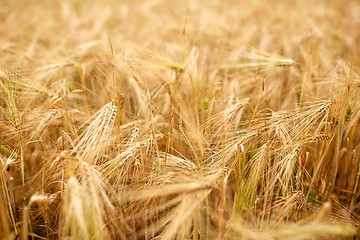 Image showing cereal field with spikelets of ripe rye or wheat