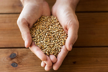 Image showing male farmers hands holding malt or cereal grains