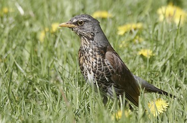 Image showing Fieldfare