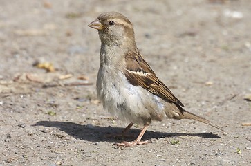 Image showing House Sparrow.